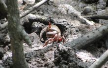 Galapagos listopad 2011