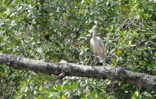 Galapagos listopad 2011