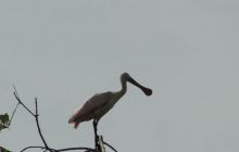 Galapagos listopad 2011