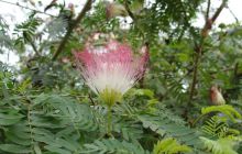 Galapagos listopad 2011