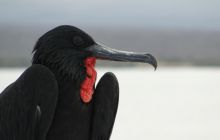 Galapagos listopad 2011