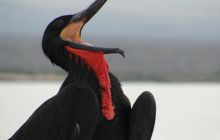 Galapagos listopad 2011