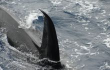 Galapagos listopad 2011