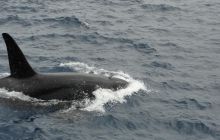 Galapagos listopad 2011