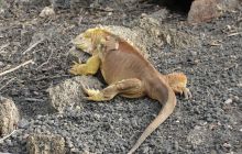 Galapagos listopad 2011