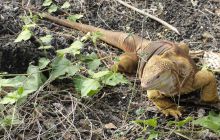 Galapagos listopad 2011