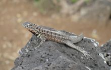 Galapagos listopad 2011