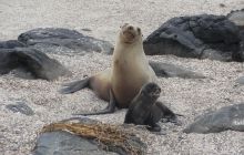 Galapagos listopad 2011