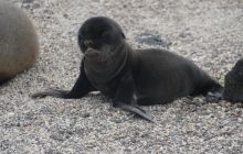 Galapagos listopad 2011