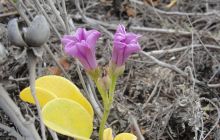 Galapagos listopad 2011
