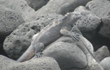 Galapagos listopad 2011