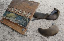 Galapagos listopad 2011