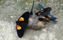 Galapagos listopad 2011