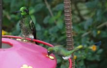 Galapagos listopad 2011