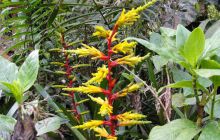 Galapagos listopad 2011