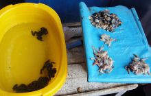 Galapagos listopad 2011