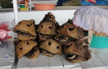 Galapagos listopad 2011