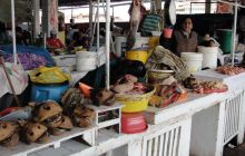 Galapagos listopad 2011