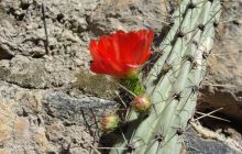 Galapagos listopad 2011