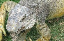 Galapagos listopad 2011