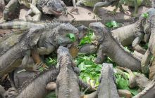 Galapagos listopad 2011