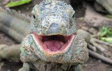 Galapagos listopad 2011