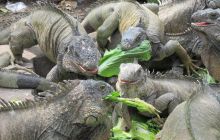 Galapagos listopad 2011