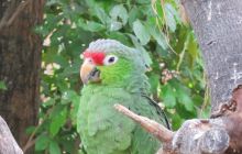 Galapagos listopad 2011