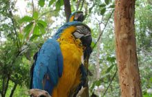 Galapagos listopad 2011