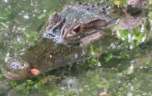 Galapagos listopad 2011