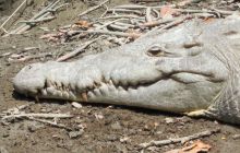 Galapagos listopad 2011