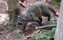 Galapagos listopad 2011