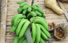 Galapagos listopad 2011