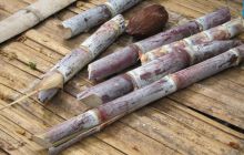 Galapagos listopad 2011