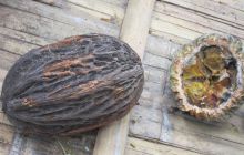 Galapagos listopad 2011