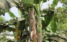 Galapagos listopad 2011