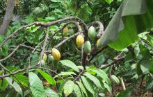 Galapagos listopad 2011