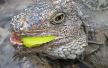 Galapagos listopad 2011