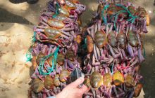 Galapagos listopad 2011