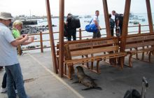 Galapagos listopad 2011