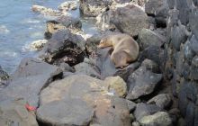 Galapagos listopad 2011