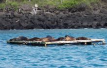 Galapagos listopad 2011