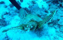 Egipt Hurghada - maj 2007