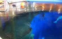 SSI Up date - Styczeń 2012 