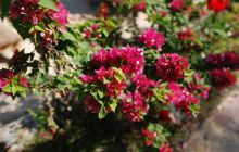 Egipt Hurghada - wrzesień 2007