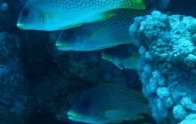 Egipt Hurghada - wrzesień 2007