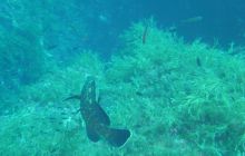 Malta/Gozo - 12 sierpień 2011