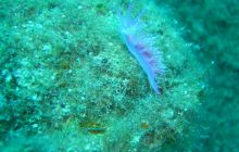 Malta/Gozo - 12 sierpień 2011