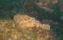 Malta/Gozo - 12 sierpień 2011