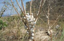 Malta/Gozo - 12 sierpień 2011